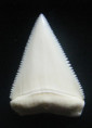 /products/enchodus-libycus-zub-tygri-ryby/